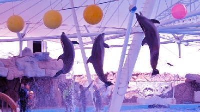 دلفیناریوم کیش